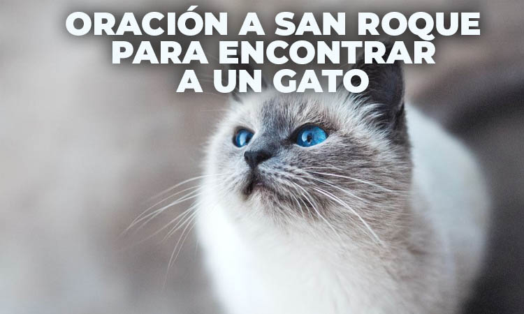 Oración a San Roque para encontrar a un gato